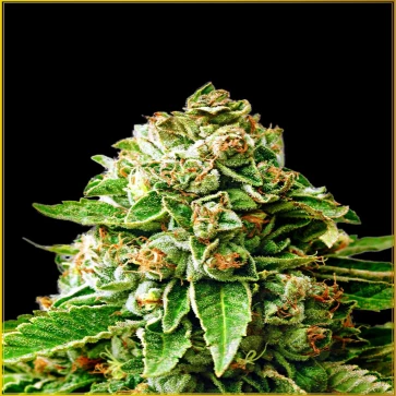 Насіння коноплі OG Kush Feminised